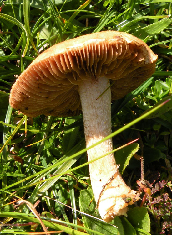 Funghi dei prati trentini
